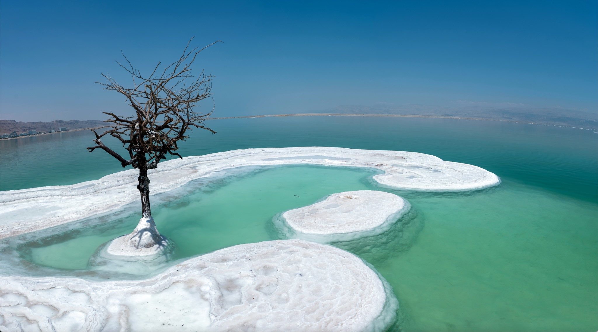 El increíble “árbol de la vida” que crece en medio del Mar Muerto