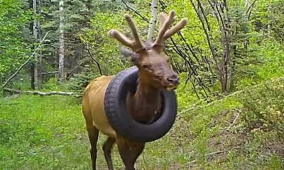 alce colorado