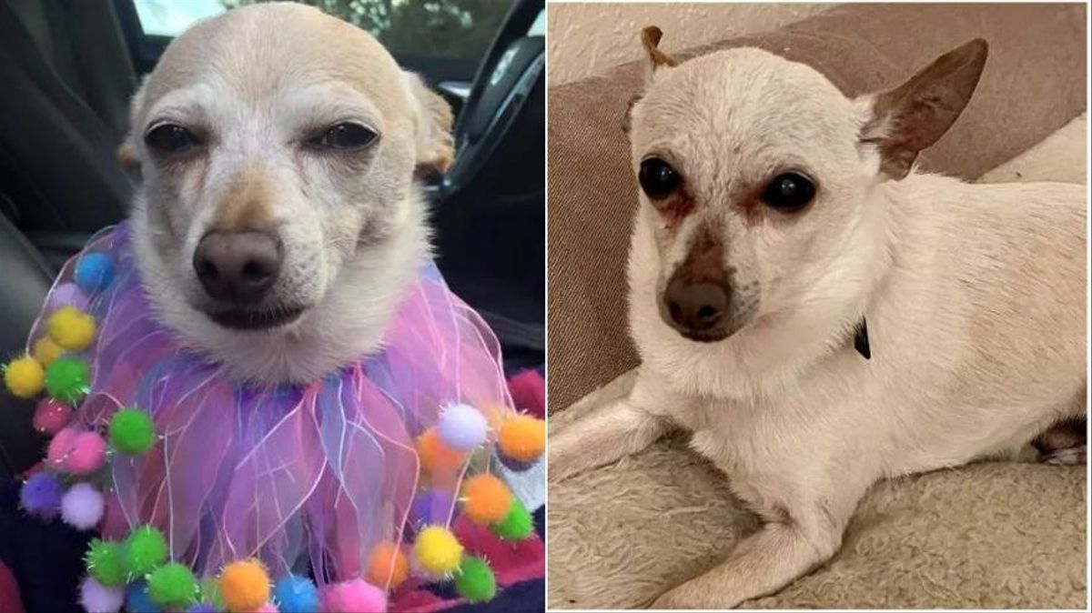perro viejo